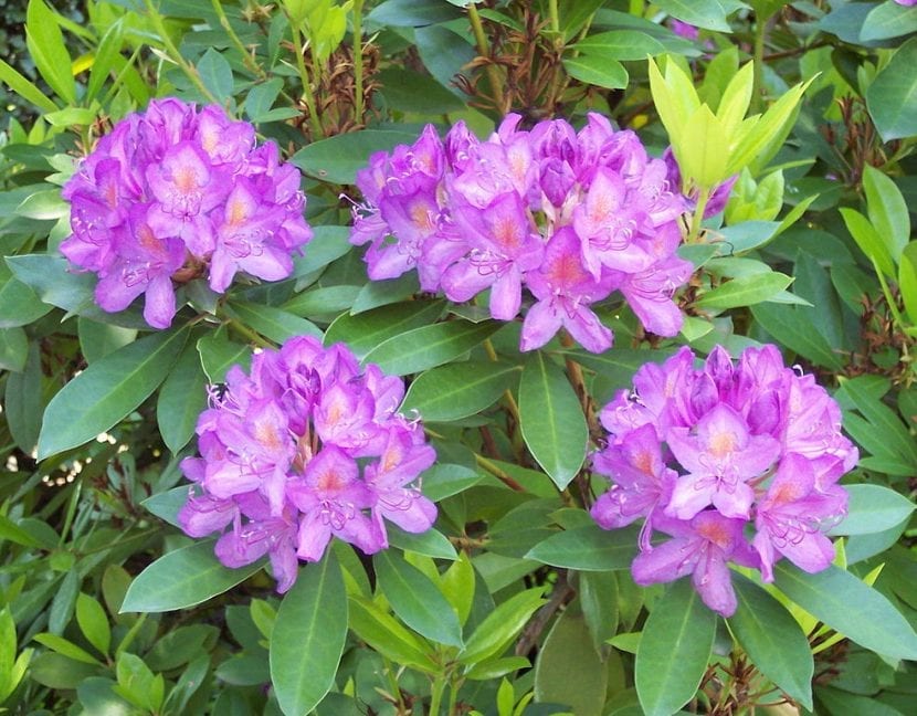 Vista del Rhododendron ponticum