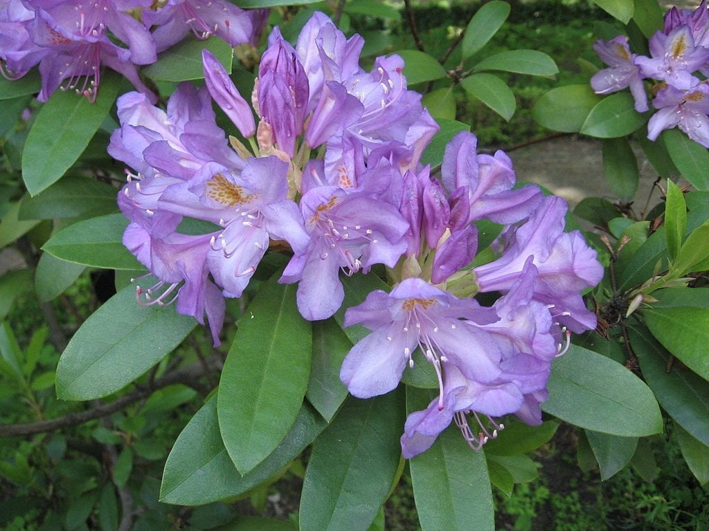 Rhododendron ponticum