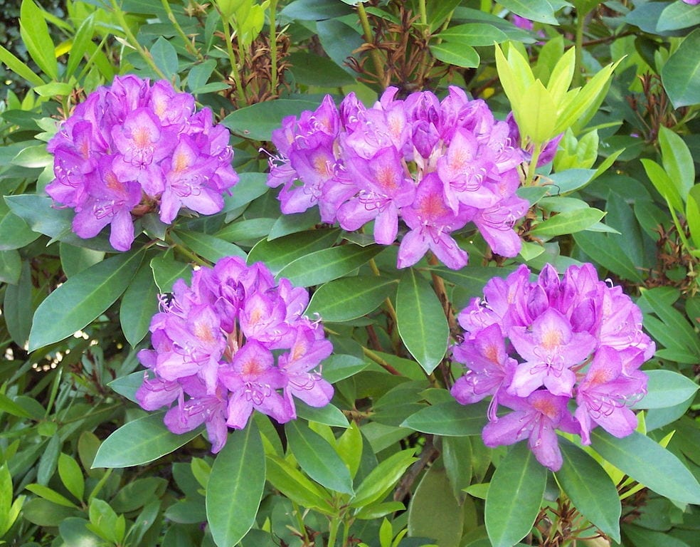 Rhododendron ponticum: el ojaranzo de los canutos