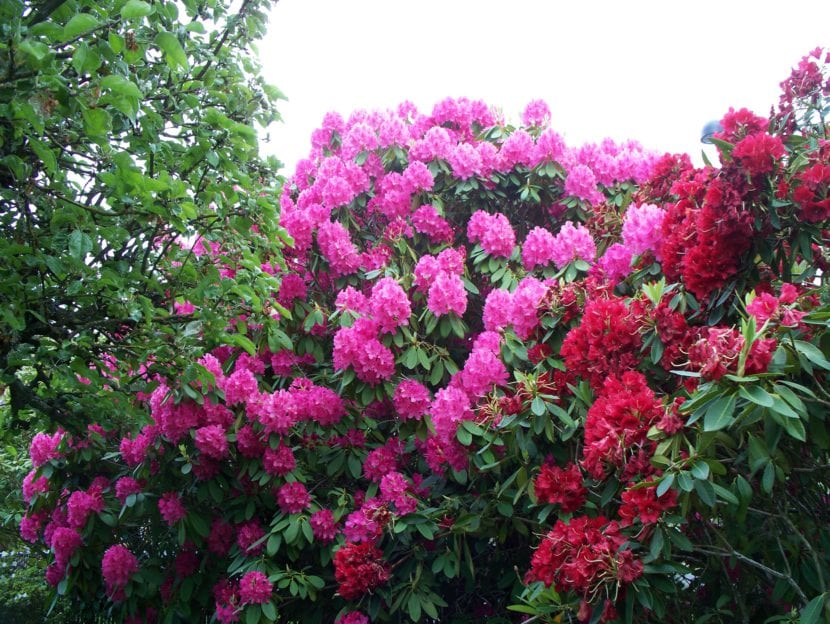 Grupo de rododendros