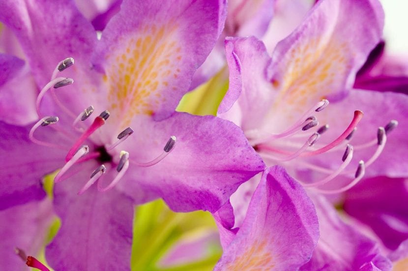 Flores de Rhododendron