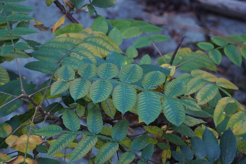 Rhus chinensis: cultivo, rebrotes y agallas del zumaque chino