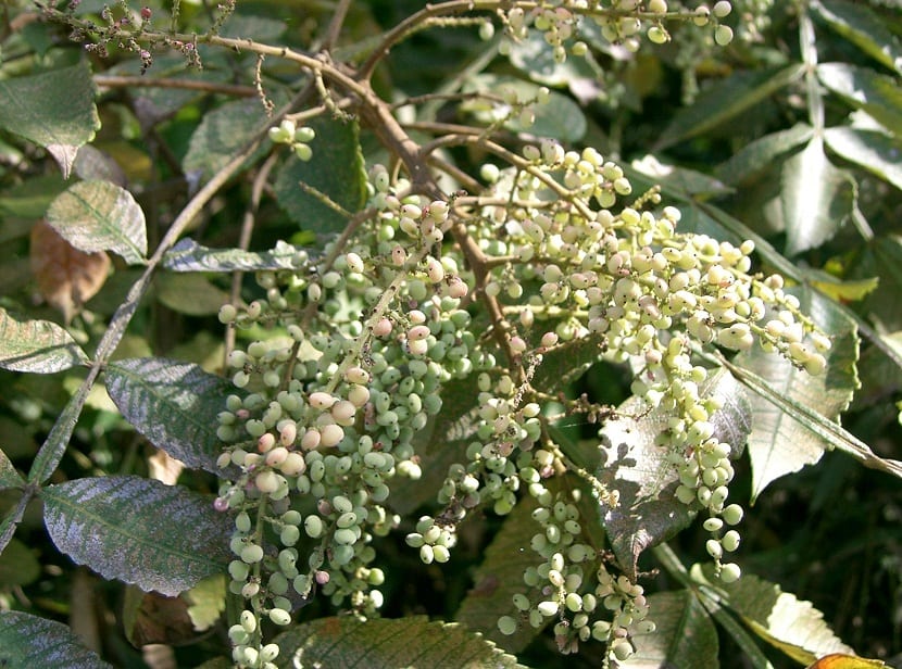 rama con pequeños frutos de color verde parewcido a un racimo de uvas