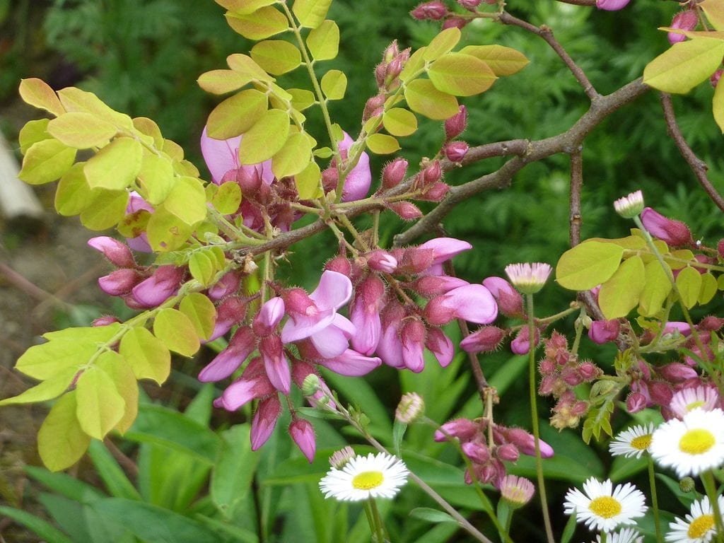 Robinia hispida
