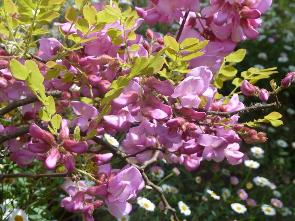 Robinia hispida: cuidados de la acacia rosa en jardines pequeños