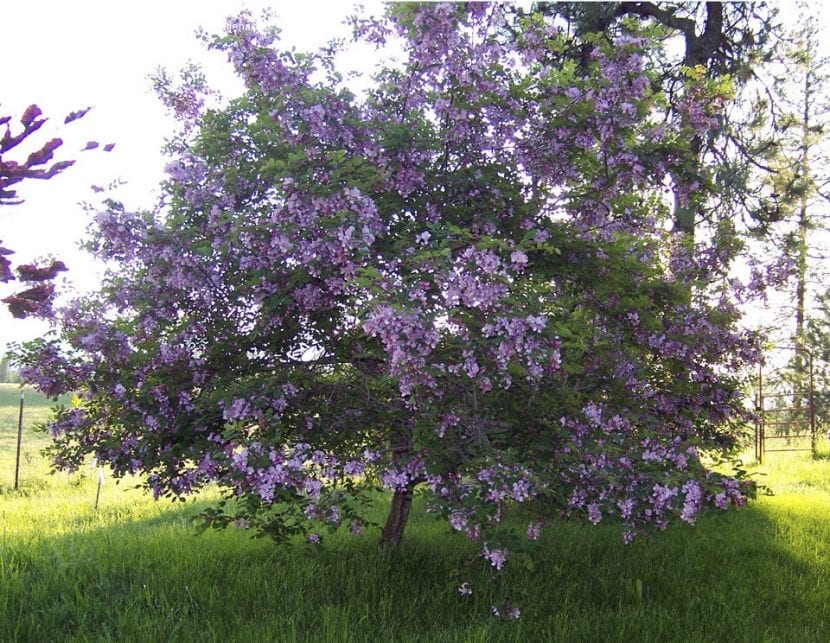 Robinia hispida