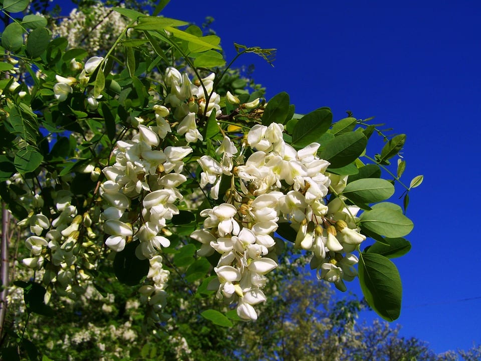 Robinia pseudoacacia: cultivo, poda y riesgos de la falsa acacia