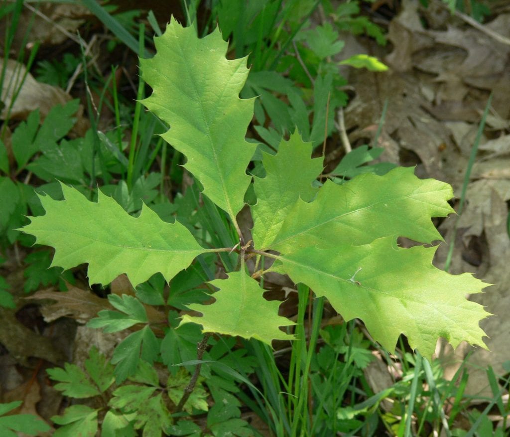 Ejemplar joven de roble americano.
