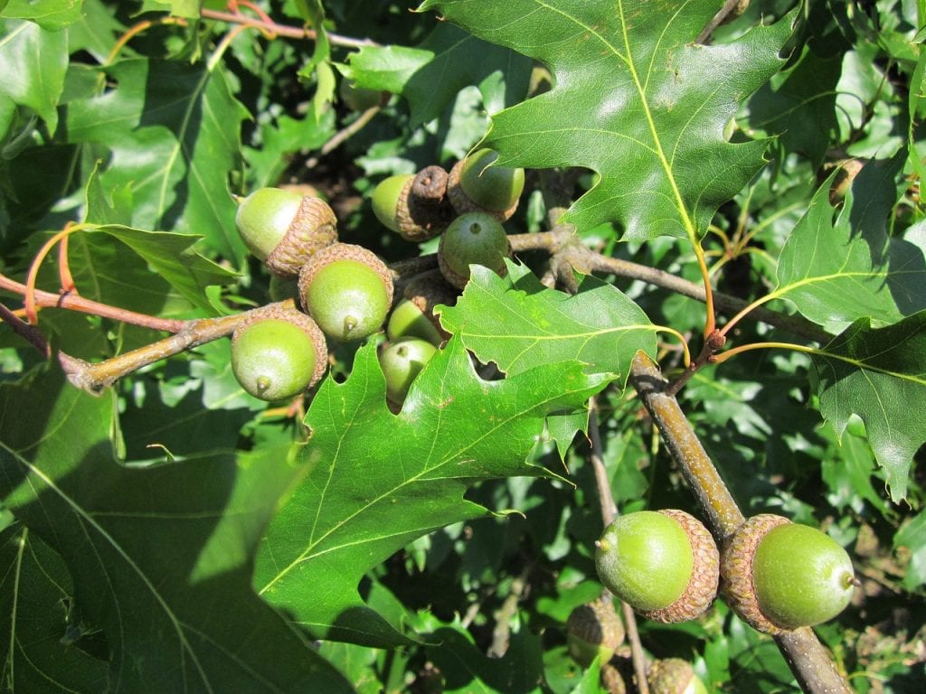 Hojas y bellotas del roble americano.