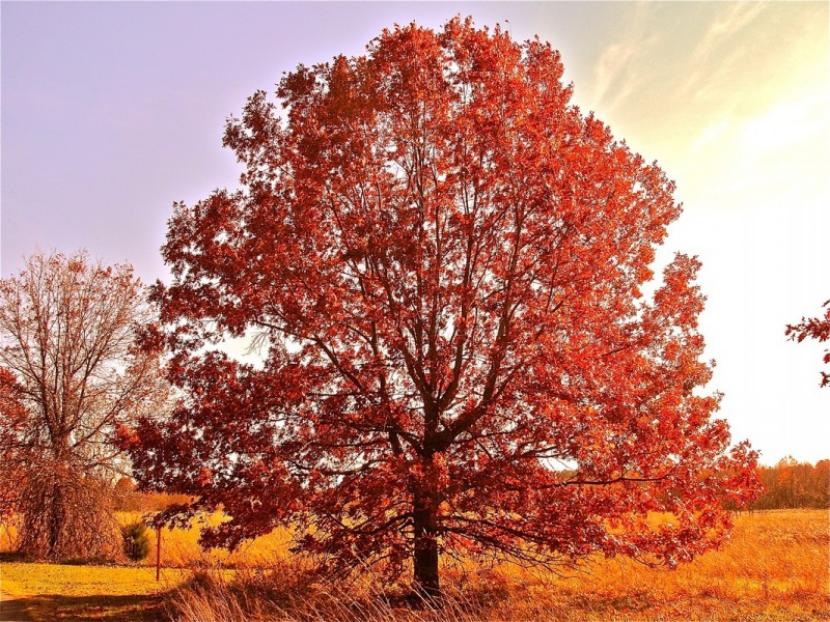 Roble americano en otoño.