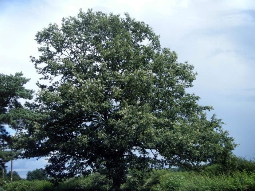 Quercus cerris: guía del roble de Turquía en el jardín