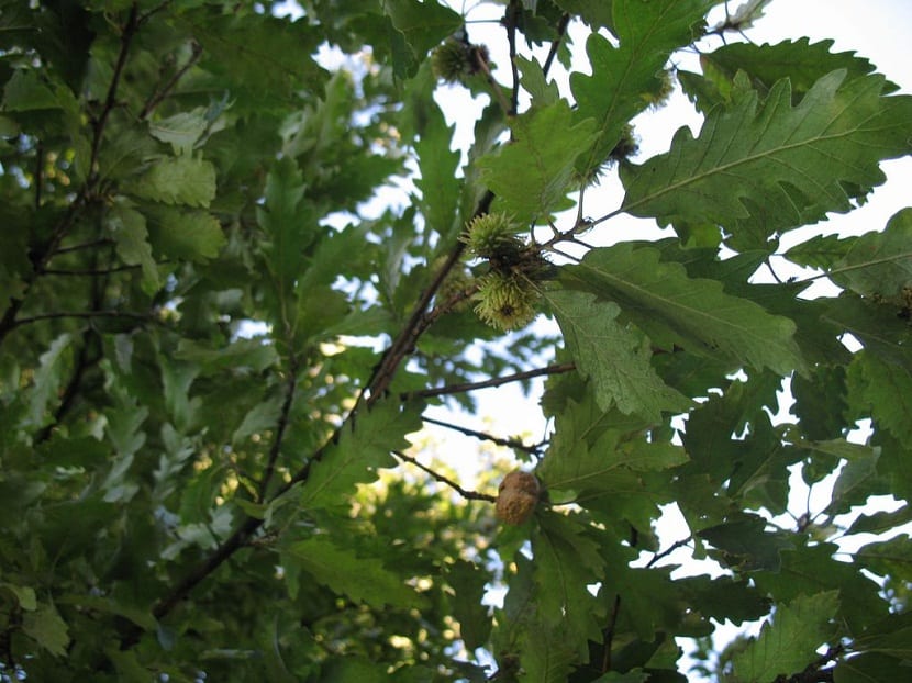 hojas verdes de arbol alto