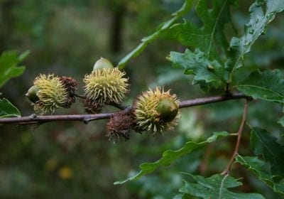 Ramas de Quercus cerris con bellotas de cúpula erizada