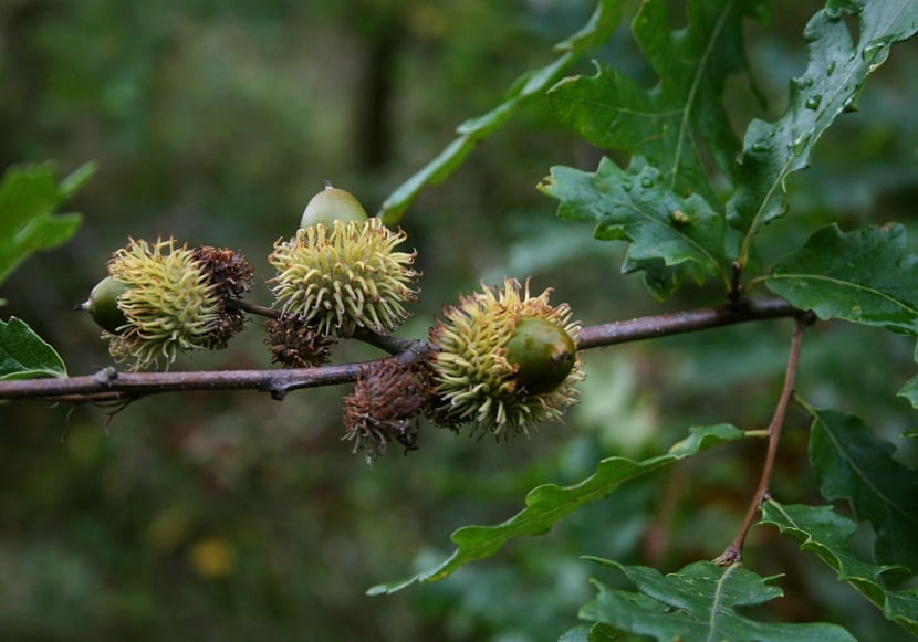 ramas de arbol con frutos