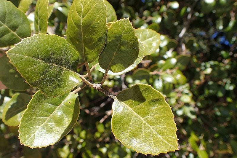 Hojas del Quercus alnifolia