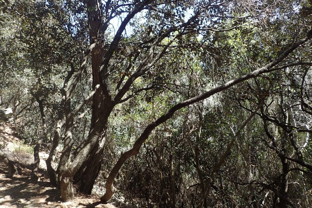 Tronco del Quercus alnifolia