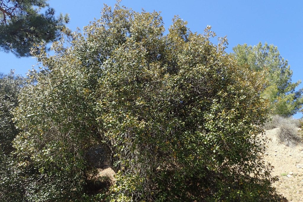 Roble dorado (Quercus alnifolia): cultivo y cuidados