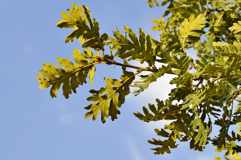 Quercus pyrenaica (melojo o rebollo): la especie y su manejo