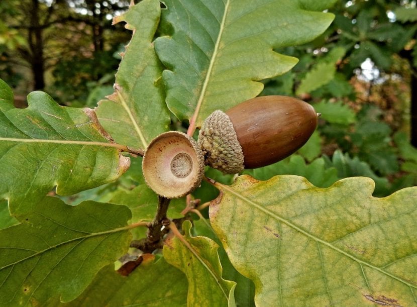 Las bellotas del roble se dan como alimento al ganado