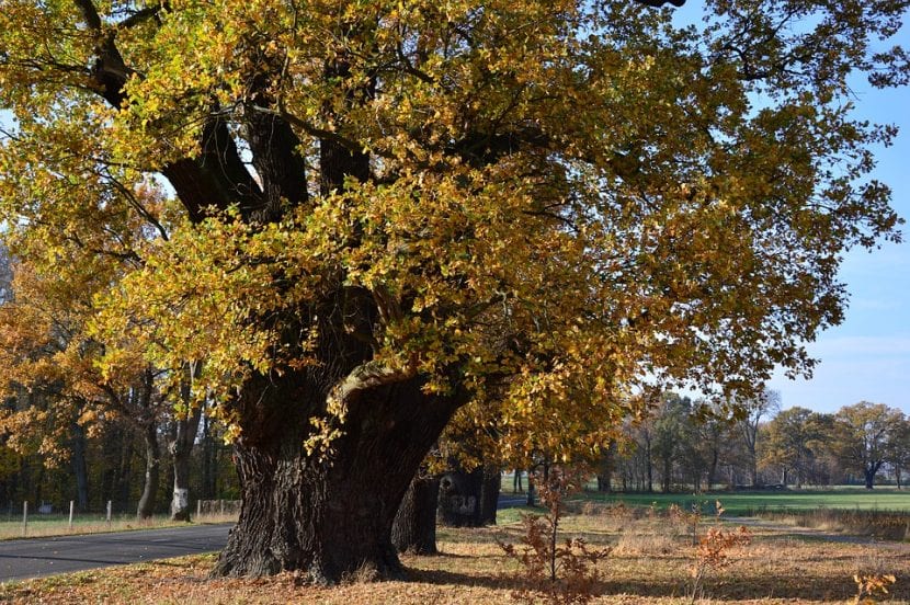 El roble es un árbol de hoja caduca que se pone precioso en otoño