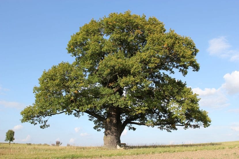 El roble es un árbol grande