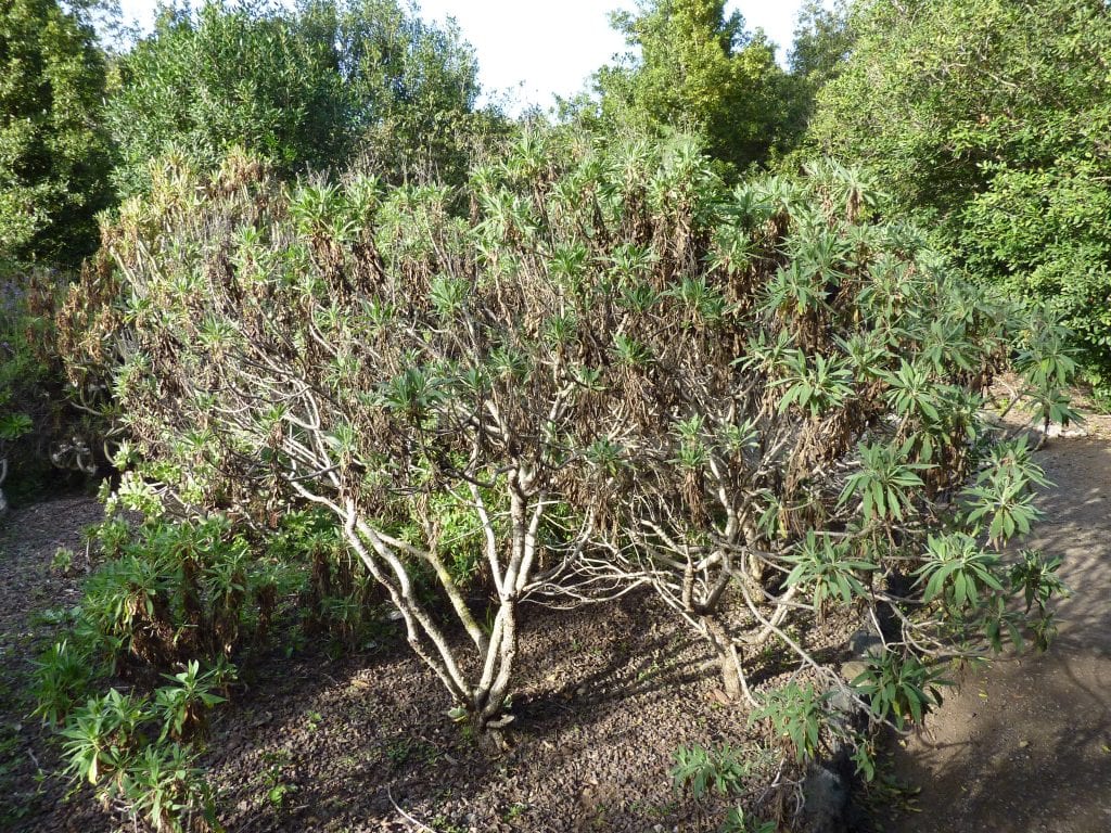 Arbusto de rosalillo de cumbre