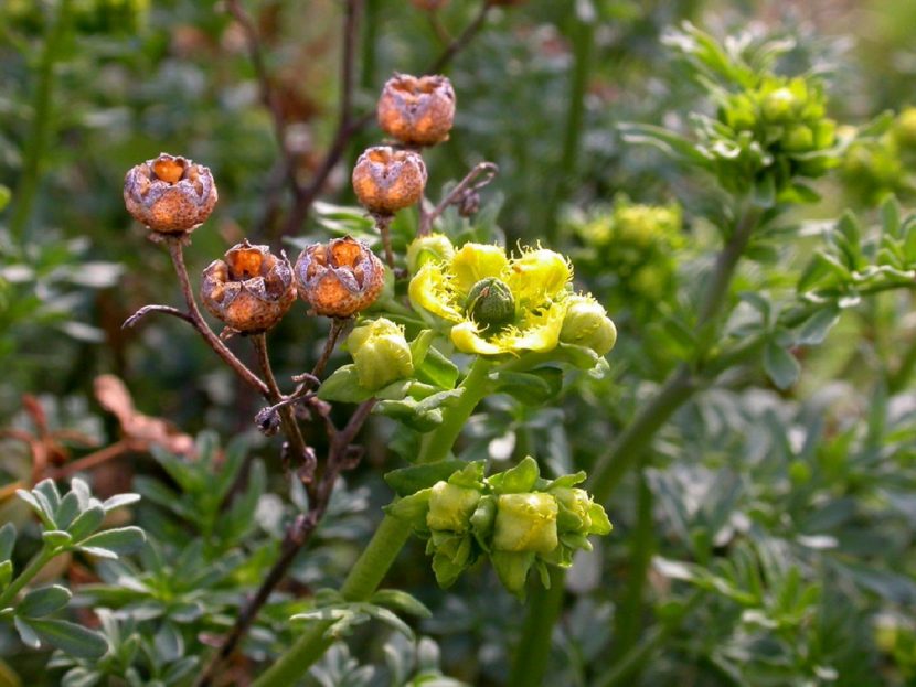 Mata de ruda macho en plena floración