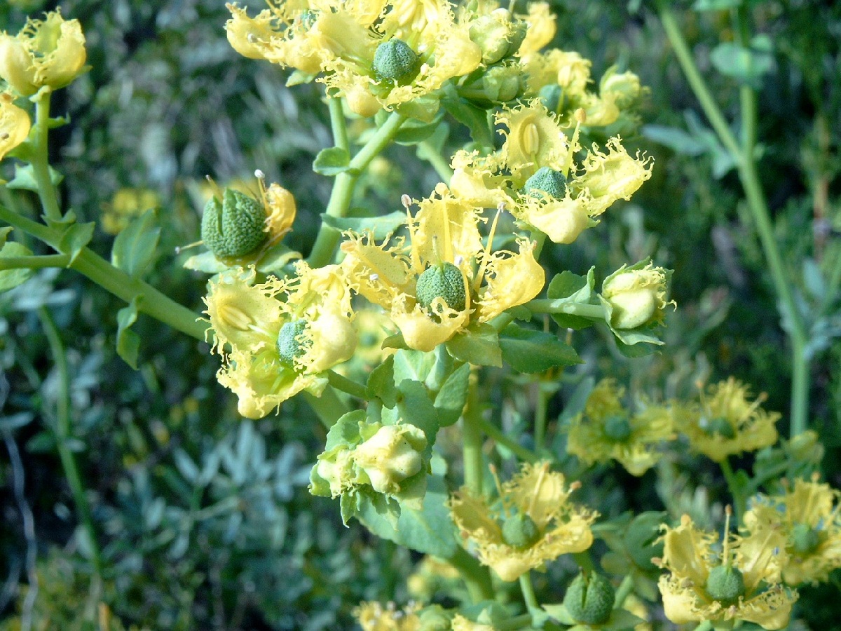 Ruda macho (Ruta chalepensis): cultivo, poda y riesgos