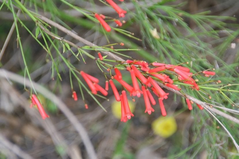 Mata de Russelia equisetiformis con tallos colgantes y flores rojas tubulares