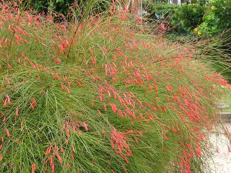 Russelia equisetiformis: cultivo, poda y riego del coralillo