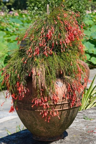 Planta de Rusellia en maceta
