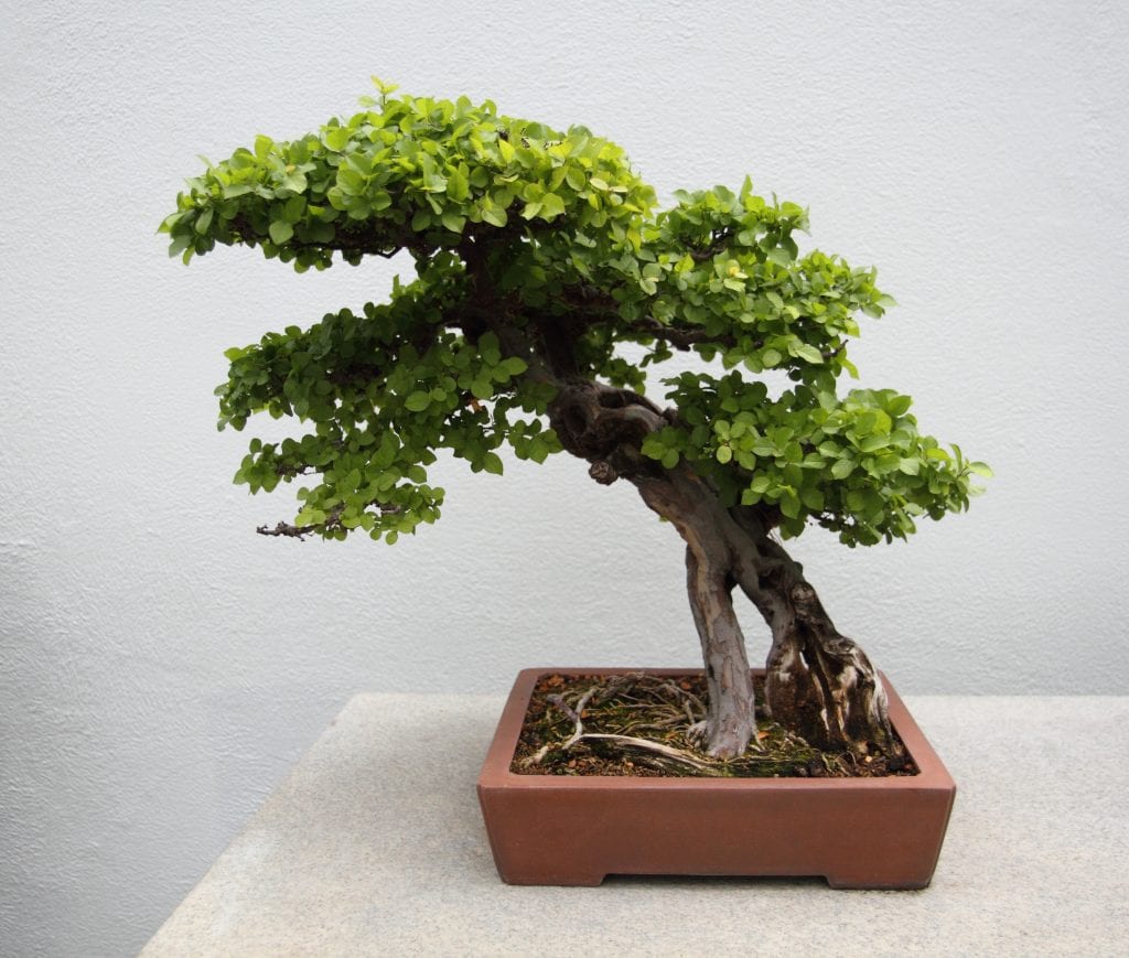 Vista de un bonsai de sageretia