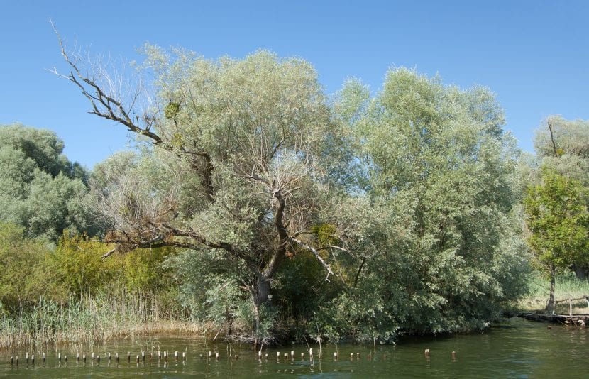 Salix alba en lago