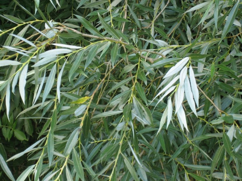 Hojas del Salix alba