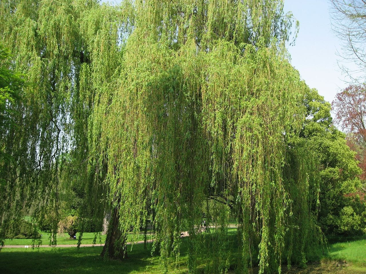 Salix alba: cuidados del sauce blanco, poda, esquejes y usos