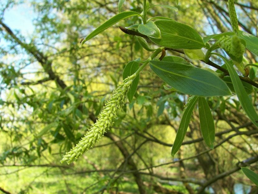 Detalle de las hojas y ramas del Salix alba
