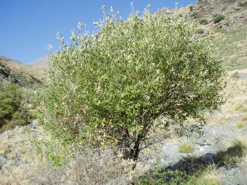 Vista de un árbol de la especie Salix atrocinerea