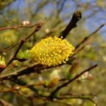 Vista de las flores masculinas del Salix atrocinerea