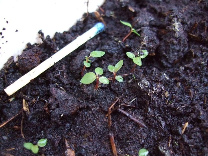 Las semillas del Salix atrocinerea germinan sin dificultad