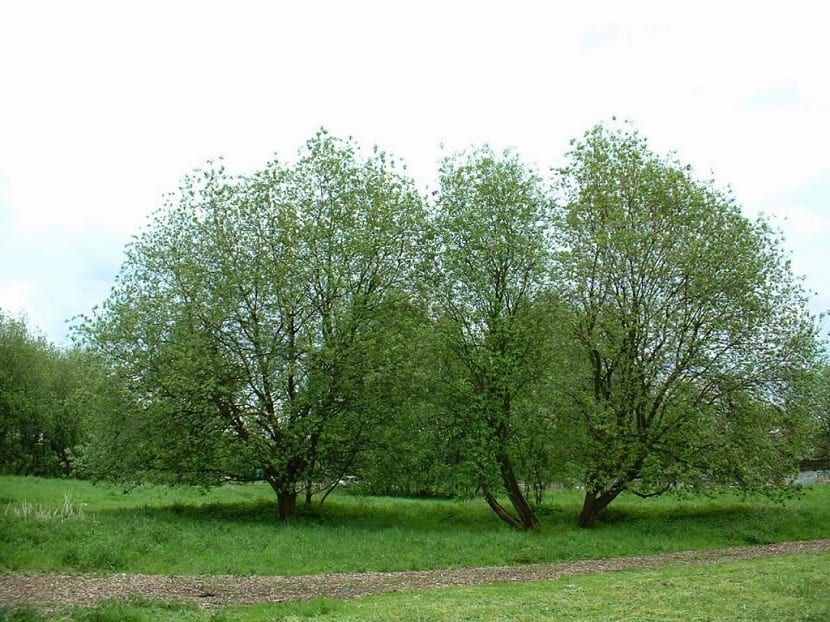 Salix caprea: sauce cabruno, cuidados, poda y multiplicación