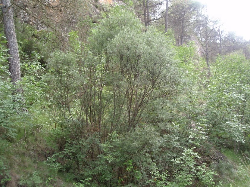Salix eleagnos o sarga: cultivo, poda y usos en ribera