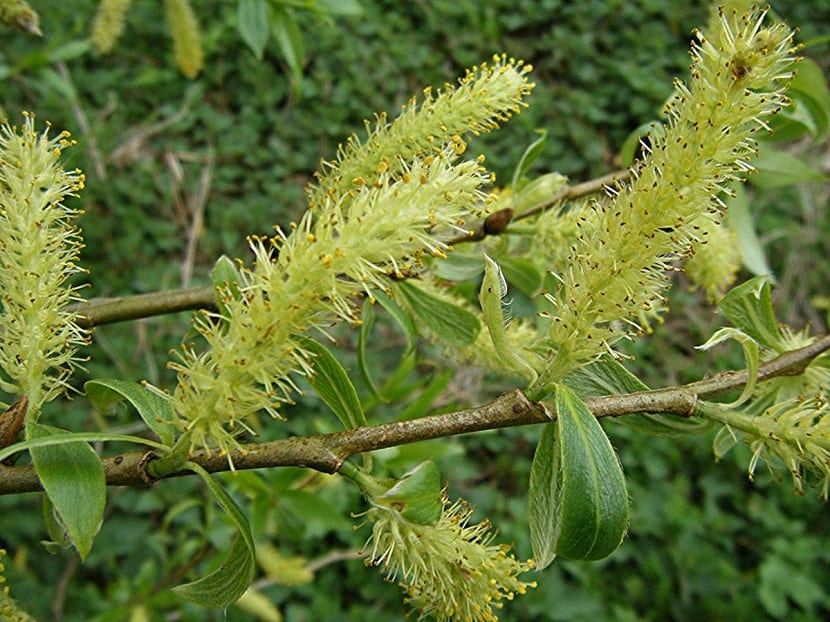 arbol en flor llamado Salix fragilis