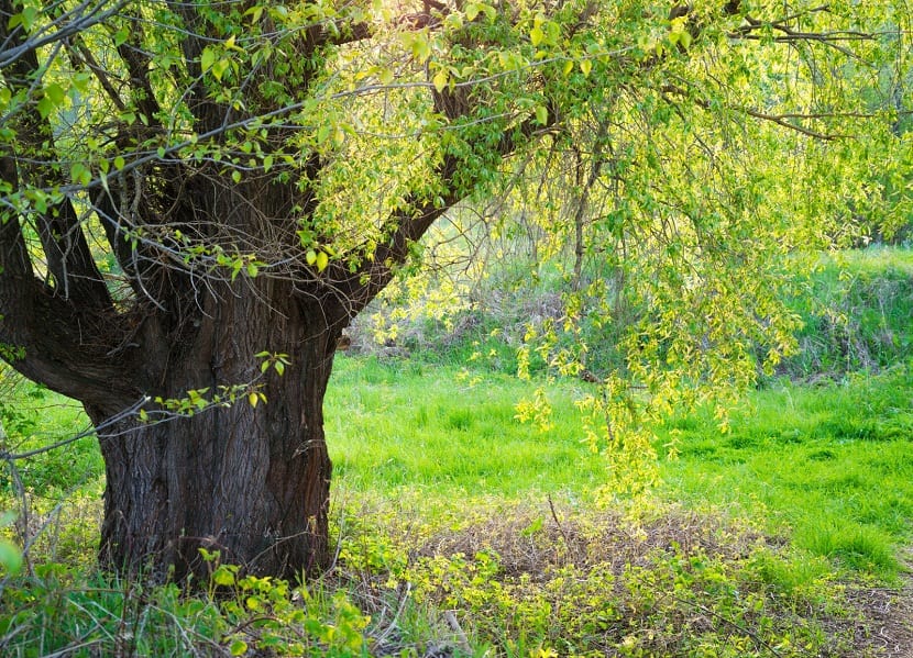 Salix fragilis: sauce quebradizo, cultivo, poda y riesgos