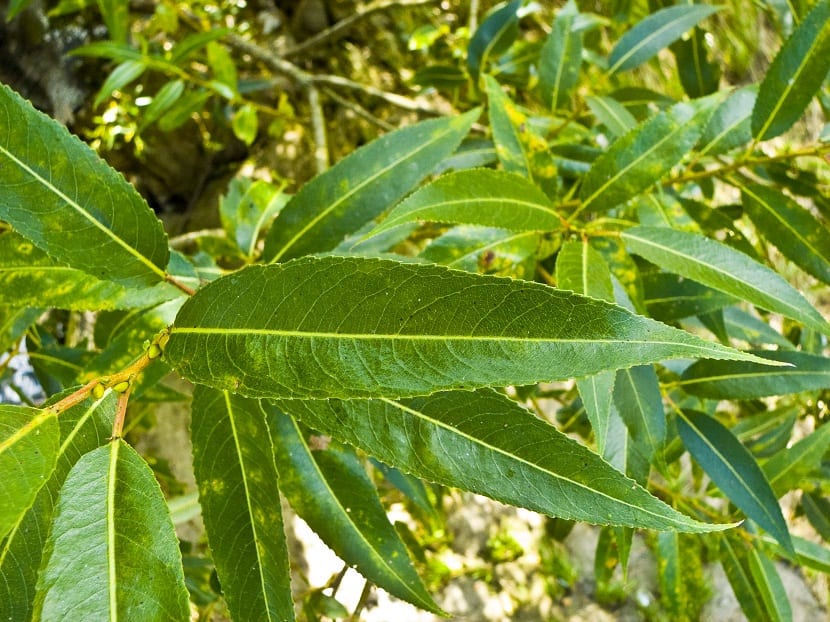 hojas alargadas y verdes de un sauce