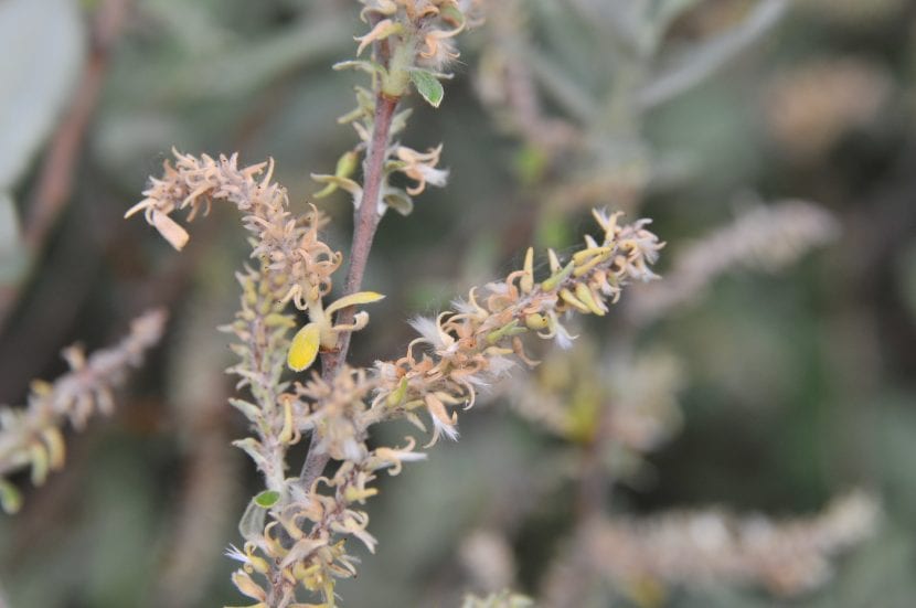 Los amentos del Salix salviifolia son de color claro