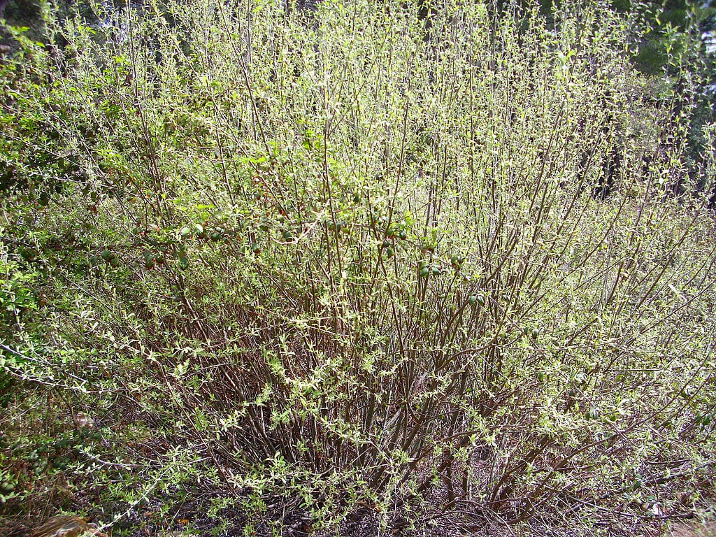 Salix salviifolia: guía de cultivo de la bardaguera blanca