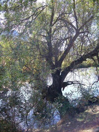 El Salix salviifolia es un árbol