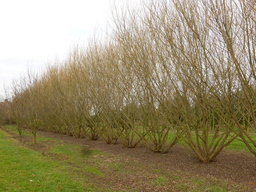 Salix viminalis: cultivo, poda anual y usos de la mimbrera