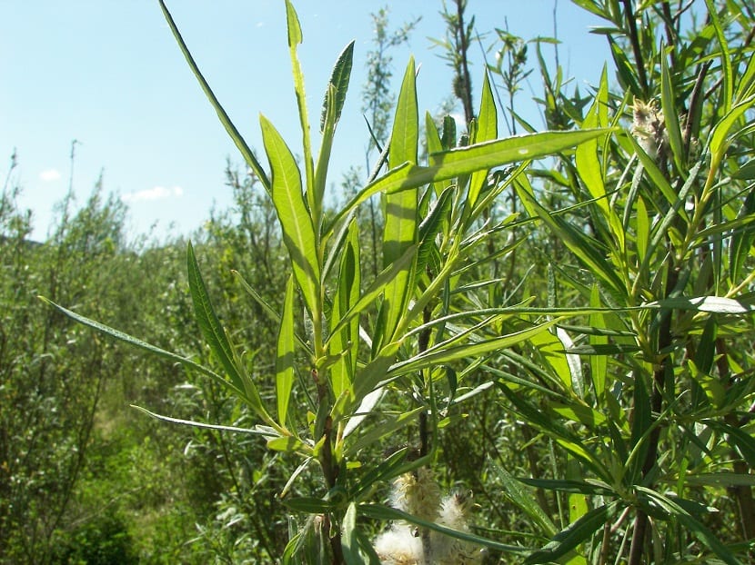 ramas de un arbusto llamado Salix viminalis