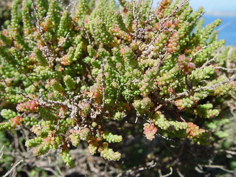 arbusto de ramas largas y pequeñas hojas verdes
